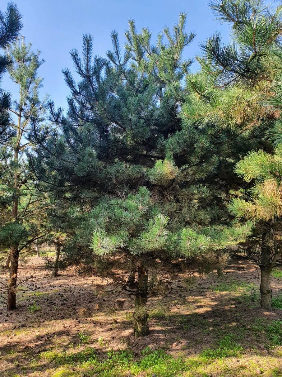 Pinus nigra nigra 350-400 cm (2)